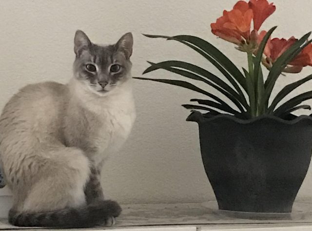 Shiloh
