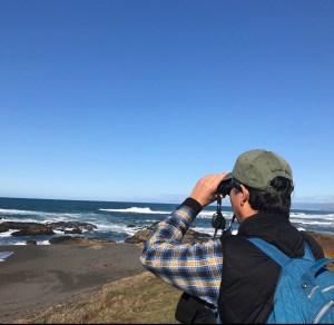 whale watching Mendocino