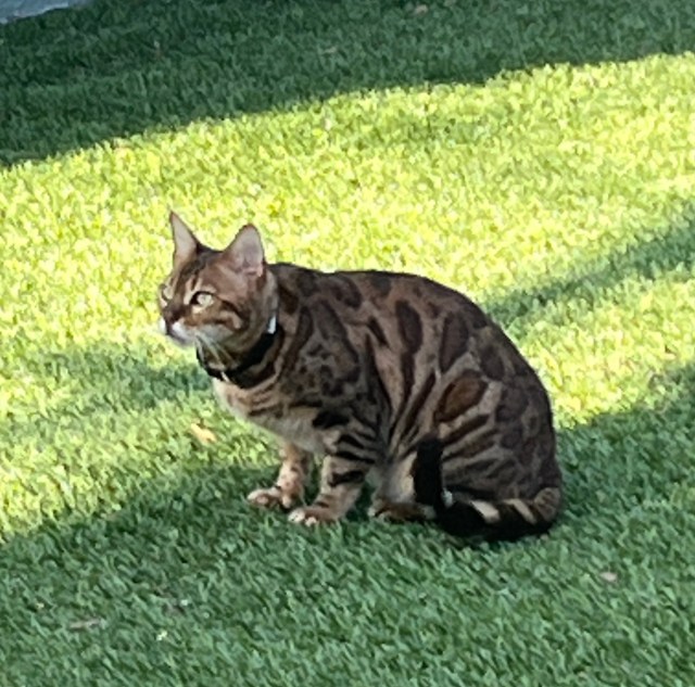 Tiger 2016